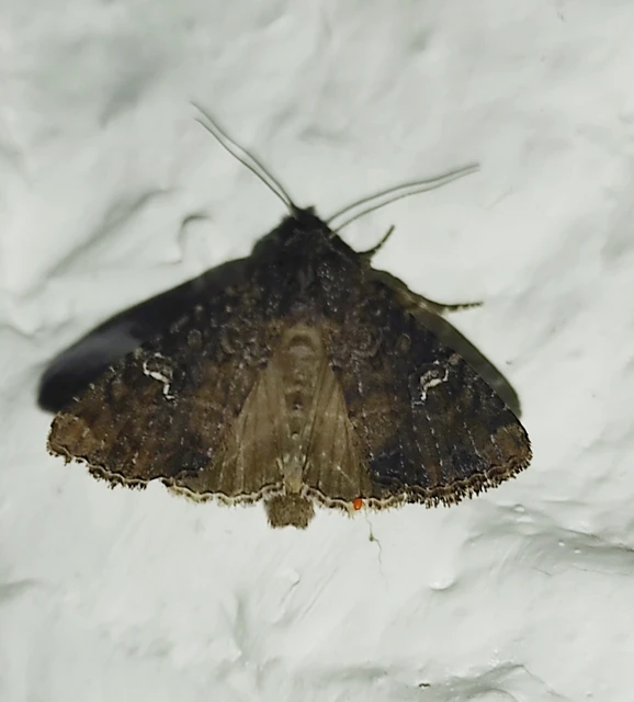 Mesapamea secalella/secalis