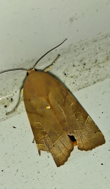 Noctua fimbriata - szélessávú sárgafűbagoly