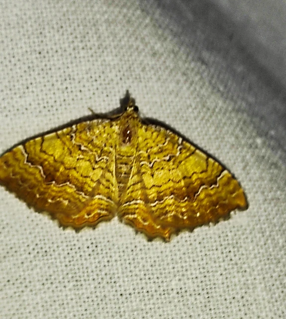 Camptogramma bilineata - kétvonalas sávosaraszoló