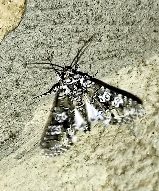 Lamprosticta culta - hármasfoltú bagoly