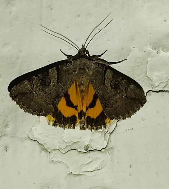 Catocala hymenaea - kökény-övesbagoly