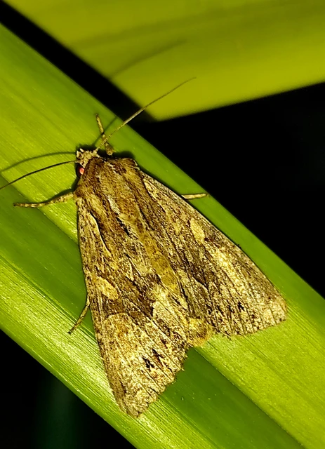 Apamea monoglypha - nagy dudvabagoly