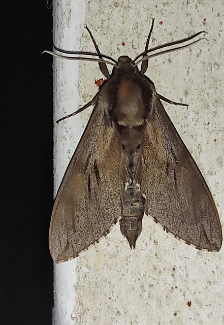 Hyloicus pinastri - fenyőszender