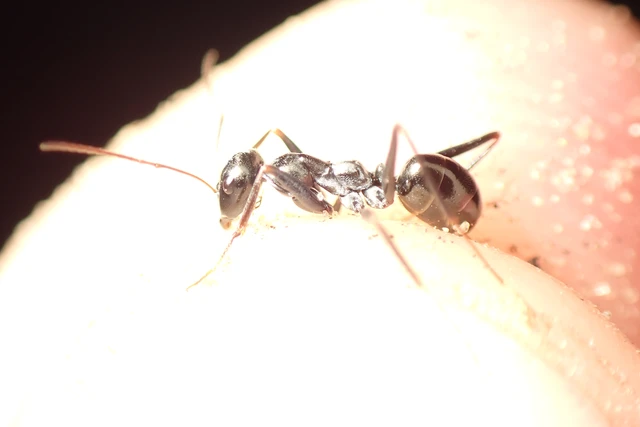 Cataglyphis aenescens - fekete fürgehangya