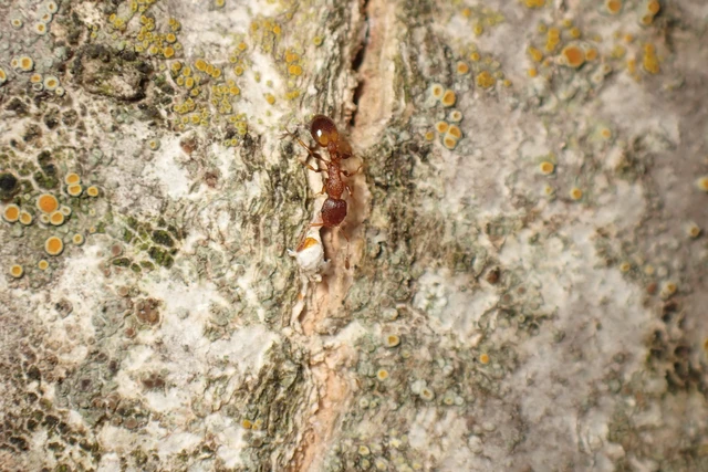 Temnothorax affinis - erdei kéreghangya