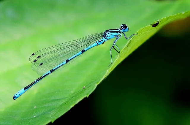 Coenagrion puella - azúrkék légivadász