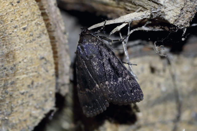 Amphipyra pyramidea - fahéjszínű bagoly