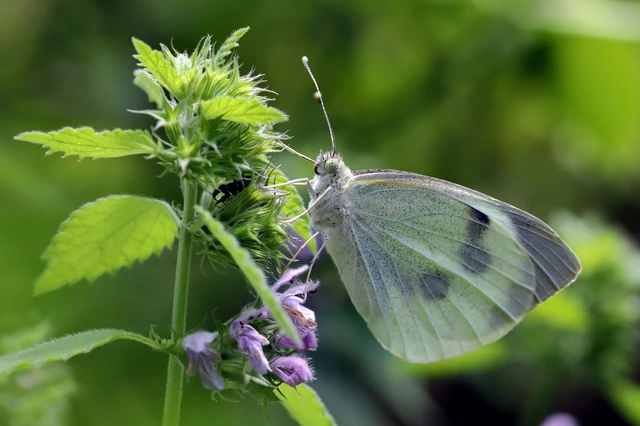 Pieris brassicae - káposztalepke