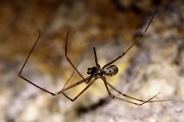 Araneae - Pókok