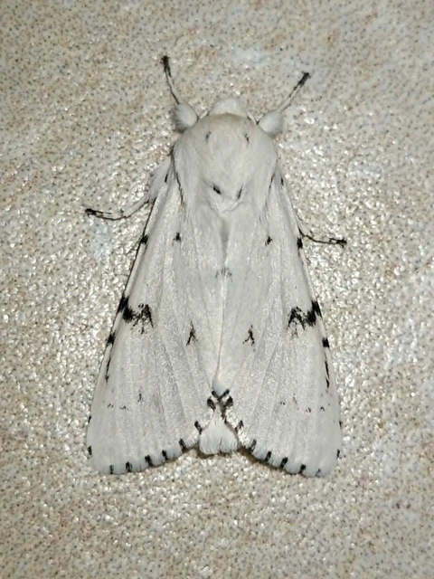 Acronicta leporina - fehér szigonyosbagoly