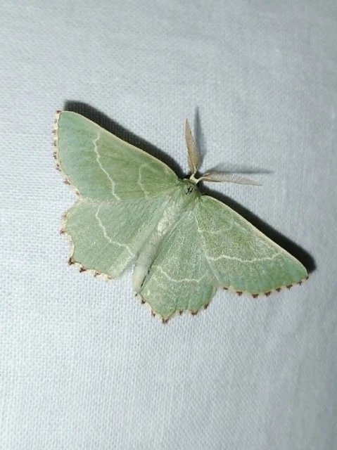 Thalera fimbrialis - csipkésszélű zöldaraszoló