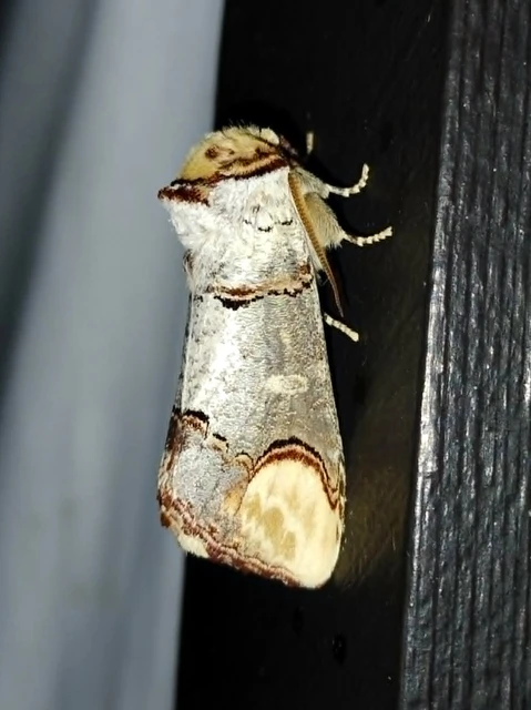 Phalera bucephala - sárgafoltos púposszövő