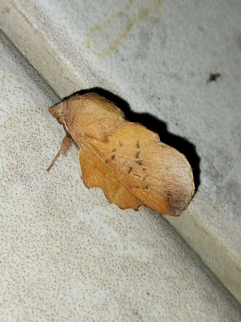 Phyllodesma tremulifolia - nyárlevélpohók