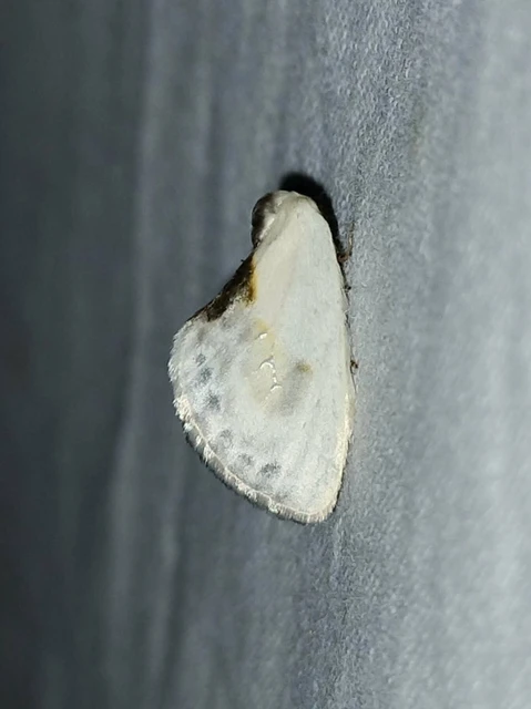Cilix glaucata - törpe sarlósszövő