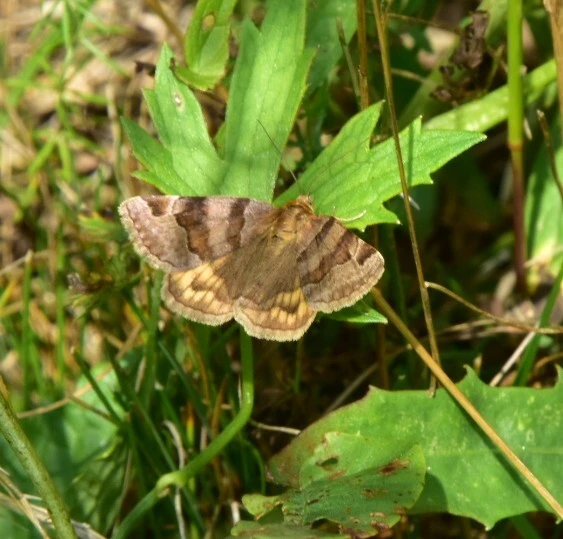 Euclidia glyphica - közönséges nappalibagoly