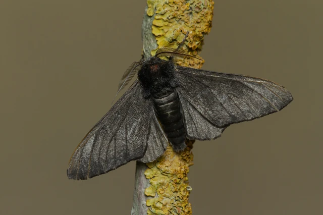 Biston betularia - szürkepettyes araszoló
