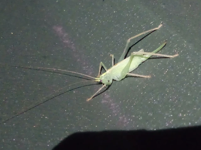 Orthoptera - Egyenesszárnyúak