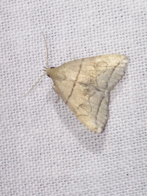 Herminia grisealis - ligeti karcsúbagoly