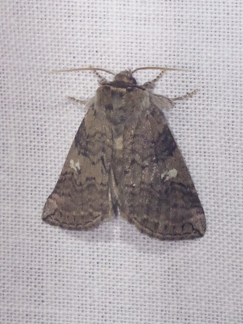 Tethea or - bélyeges pihésszövő