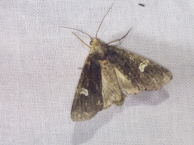 Melanchra persicariae - fehérfoltos kertibagoly