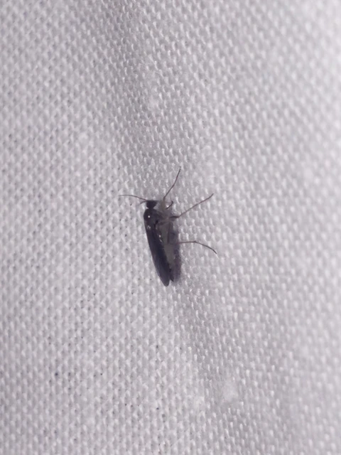 Diptera - Kétszárnyúak Diptera - Kétszárnyúak