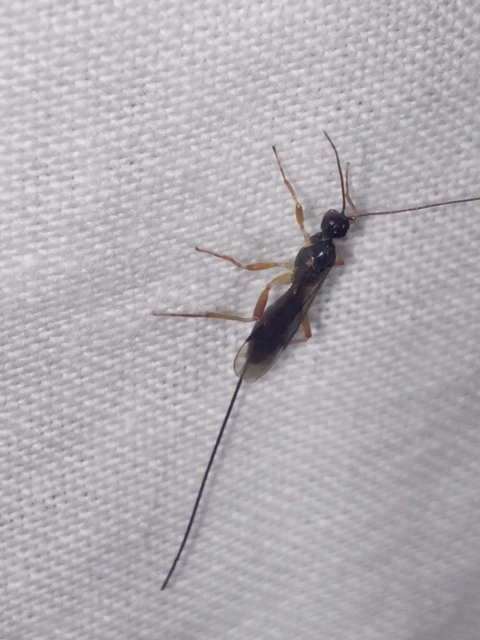 Hymenoptera - Hártyásszárnyúak
