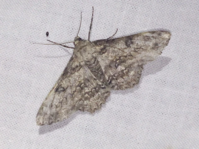 Ascotis selenaria - holdas faaraszoló