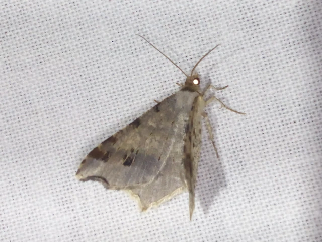 Macaria alternata - közönséges szürkearaszoló