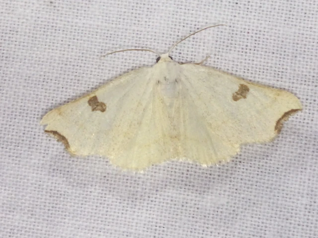 Eilicrinia cordiaria - fehér fűzfaaraszoló