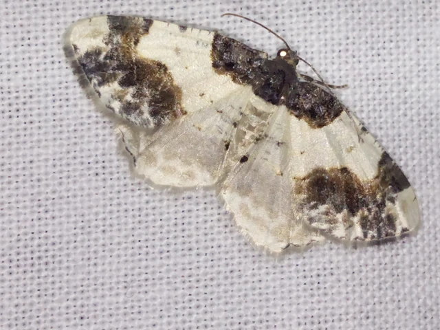 Ligdia adustata - barna levélaraszoló