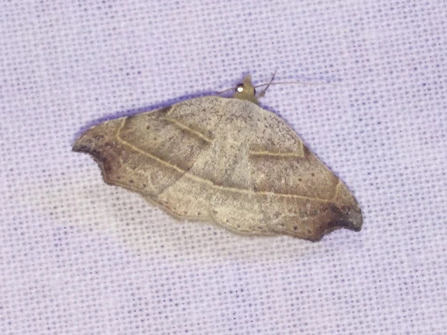Laspeyria flexula - zuzmóbagoly