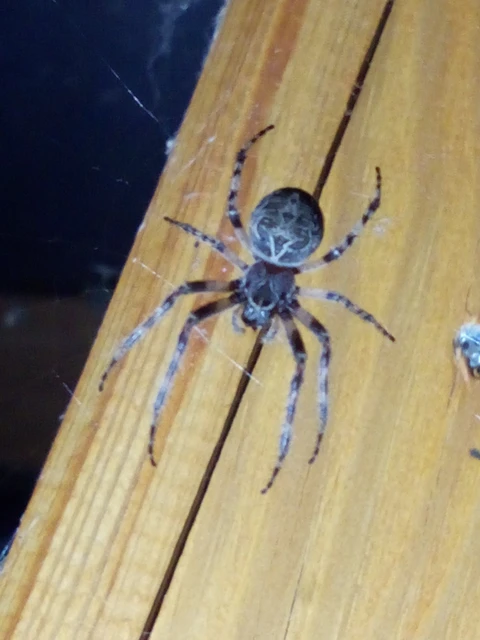 Araneae - Pókok