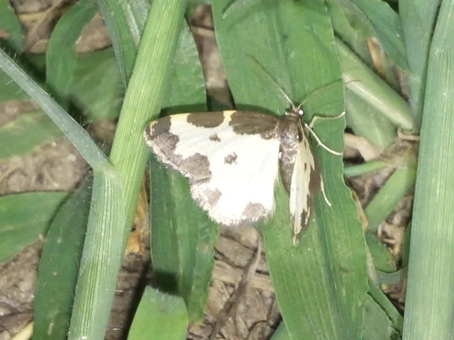 Lomaspilis marginata - szegélyes nyárfaaraszoló