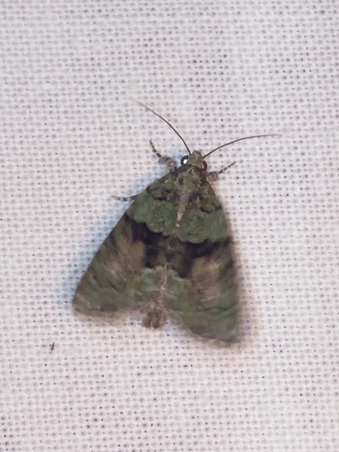Cryphia algae - sárgászöld zuzmóbagoly