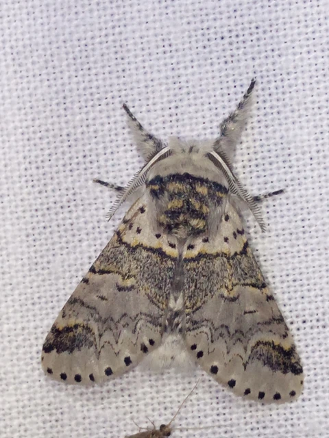 Furcula furcula - szürke púposszövő