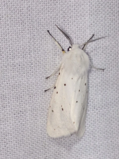 Spilosoma lubricipedum - tejszínű medvelepke