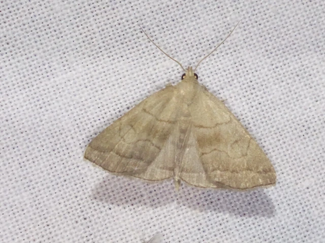 Herminia tarsicrinalis - szőröslábú karcsúbagoly