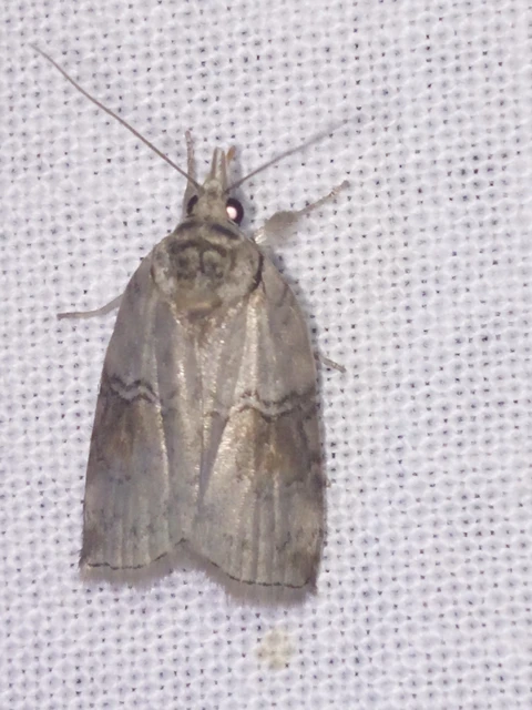 Nycteola asiatica - nyárfa-trapézbagoly