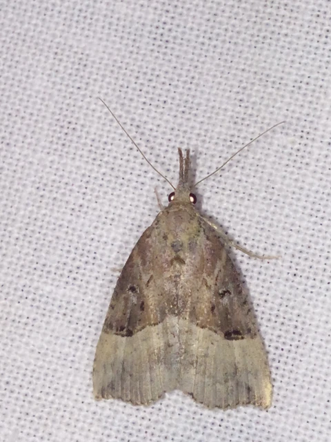 Hypena rostralis - közönséges karcsúbagoly