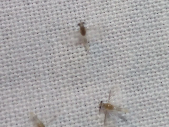 Ephemeroptera - Kérészek