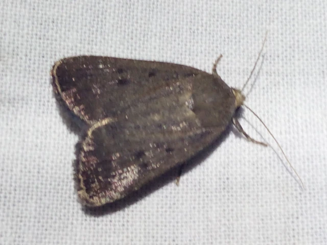 Amphipyra tragopoginis - bakszakállbagoly