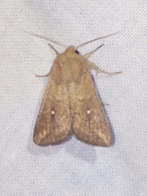 Mythimna albipuncta - fehérpettyes rétibagoly