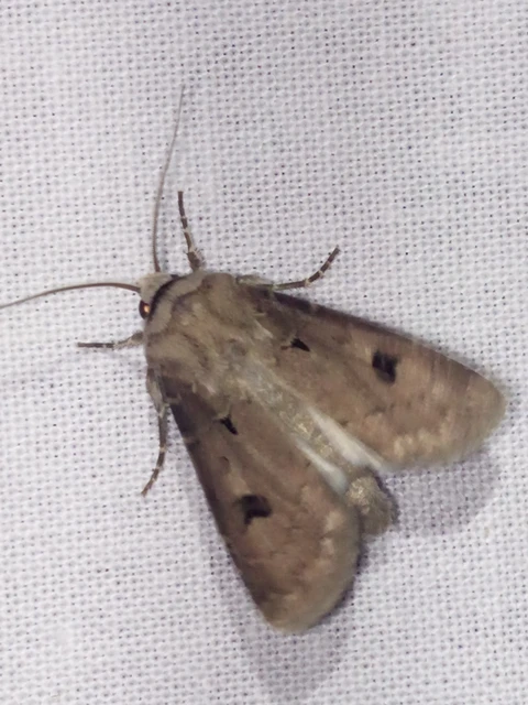 Agrotis exclamationis - felkiáltójeles földibagoly