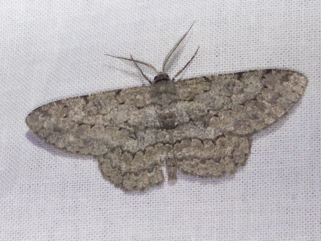 Hypomecis punctinalis - pettyes faaraszoló