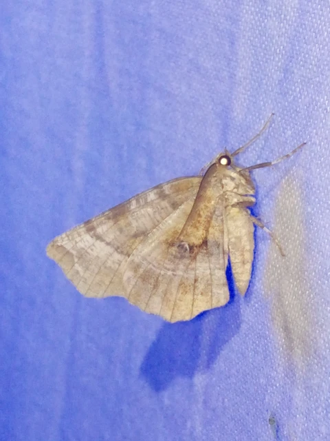 Selenia dentaria - kétfoltos holdasaraszoló