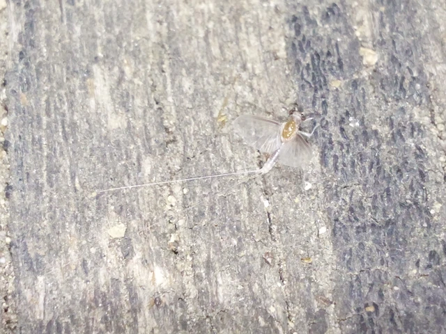 Ephemeroptera - Kérészek