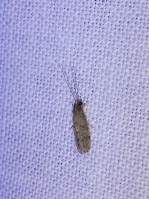 Trichoptera - Tegzesek