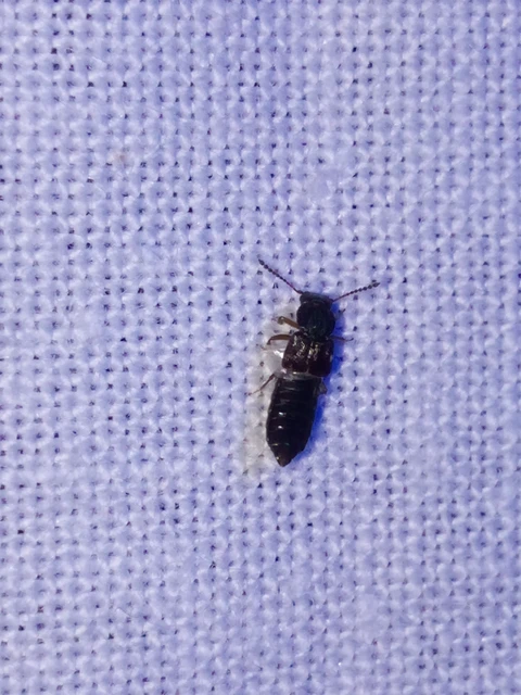 Coleoptera - Bogarak