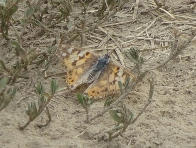 Vanessa cardui - bogáncslepke