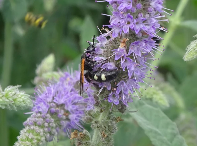 Hymenoptera - Hártyásszárnyúak